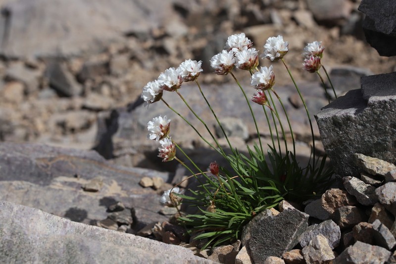 Armeria leucocephala photo 2
