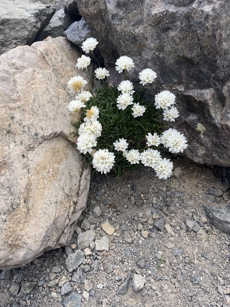 Armeria leucocephala photo 3