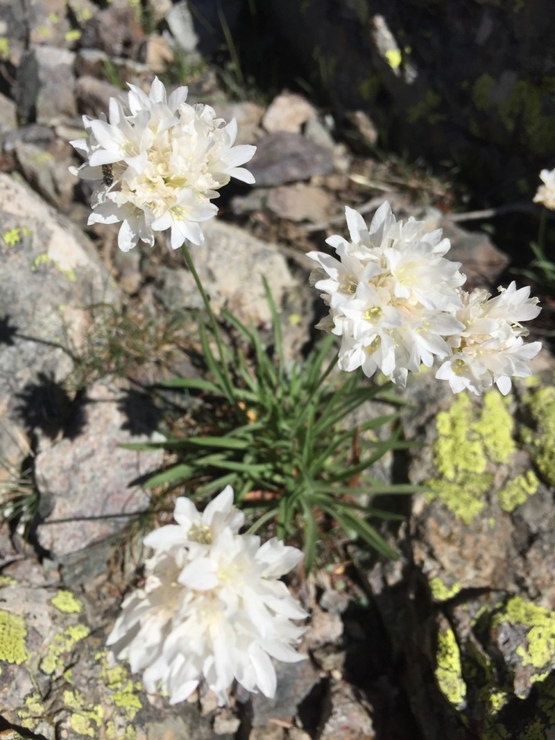 Armeria leucocephala photo 4