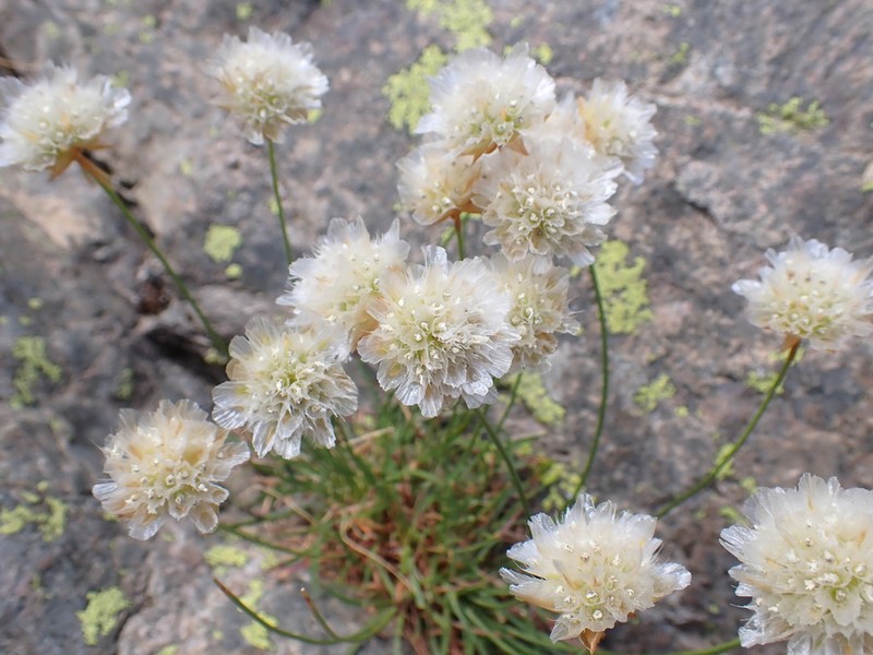 Armeria leucocephala photo 5