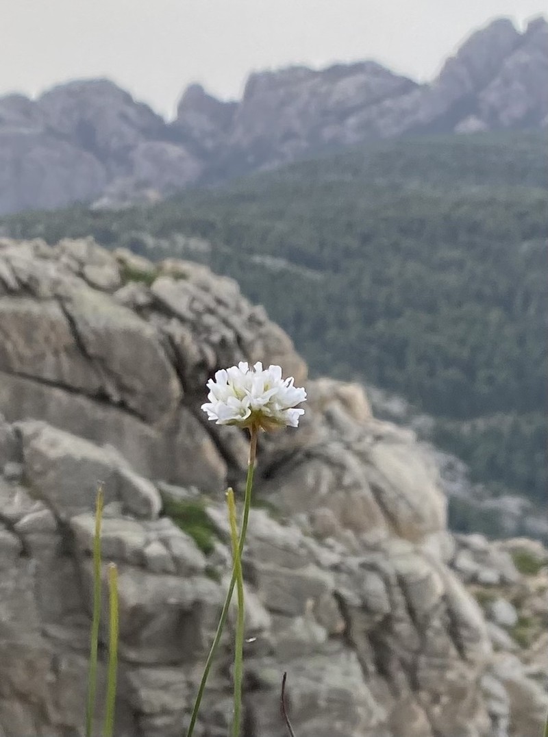 Armeria leucocephala photo 6