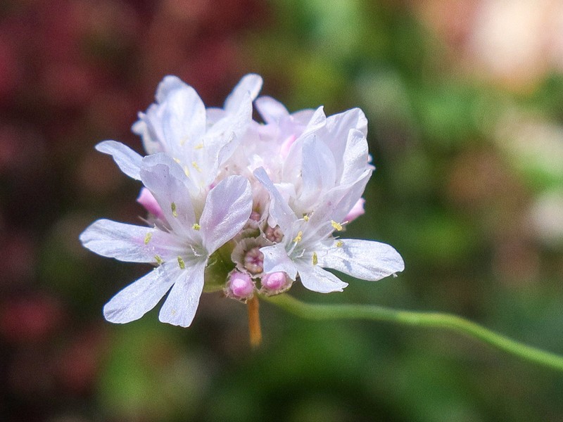 Armeria leucocephala photo 7