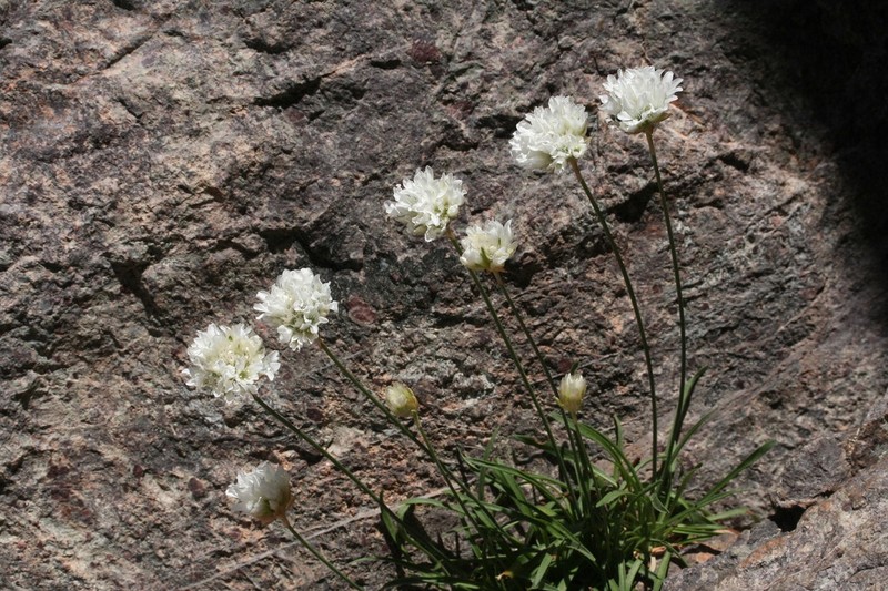 Armeria leucocephala photo 8