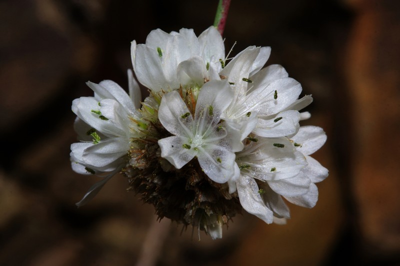 Armeria linkiana