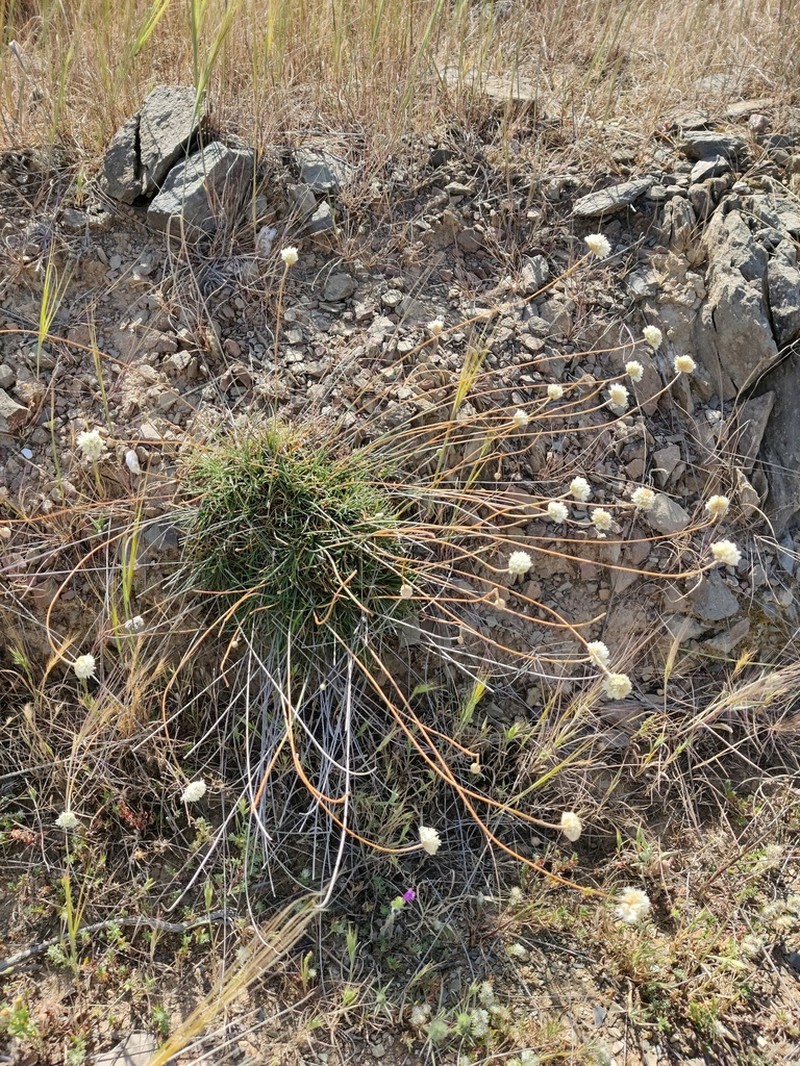 Armeria linkiana photo 2