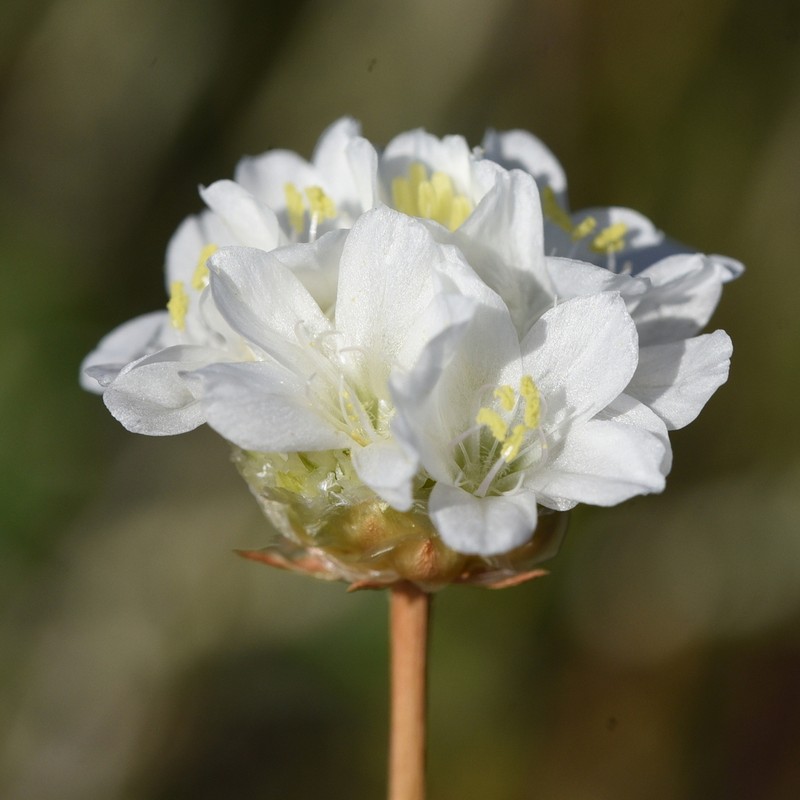 Armeria linkiana photo 3