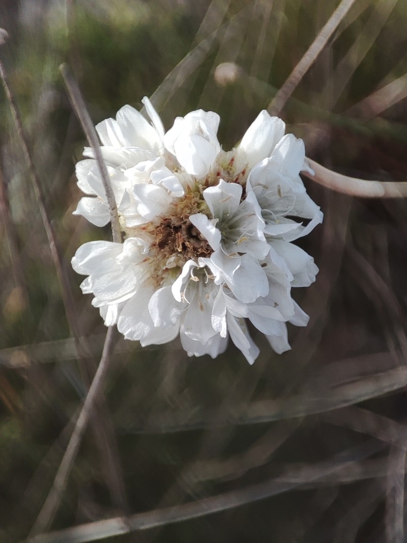 Armeria linkiana photo 4