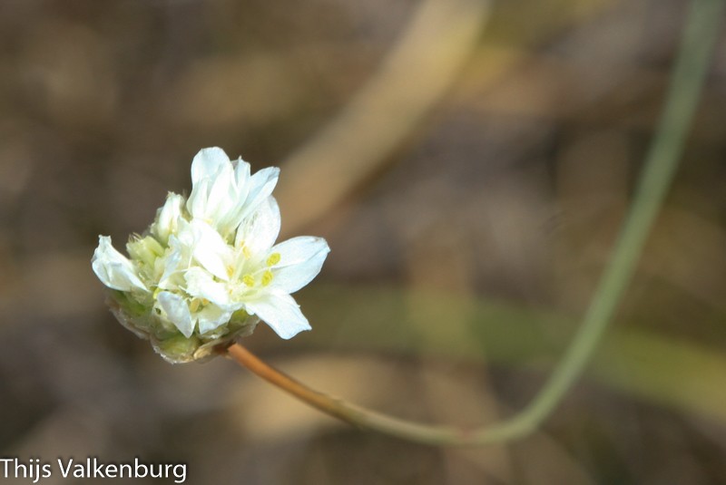 Armeria linkiana photo 5
