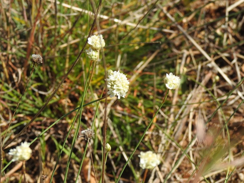 Armeria linkiana photo 6