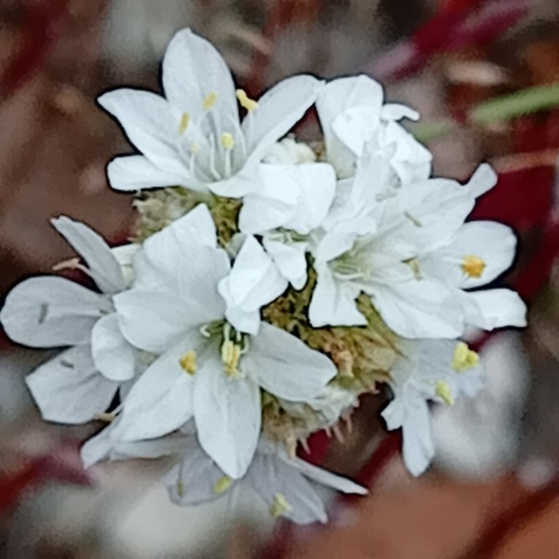 Armeria linkiana photo 7