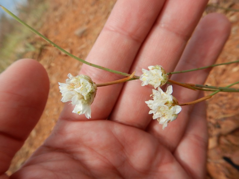 Armeria linkiana photo 8