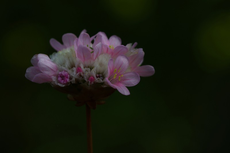 Armeria macrophylla