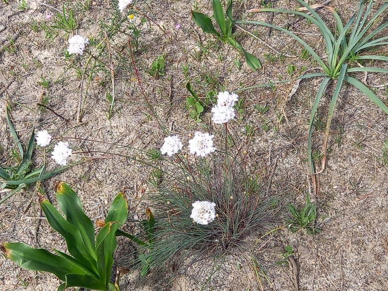 Armeria macrophylla photo 2