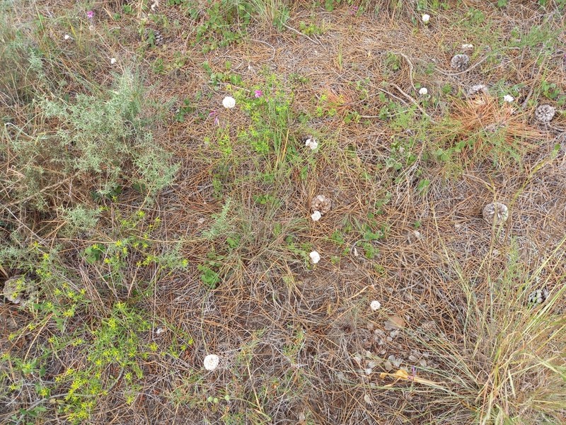 Armeria macrophylla photo 3