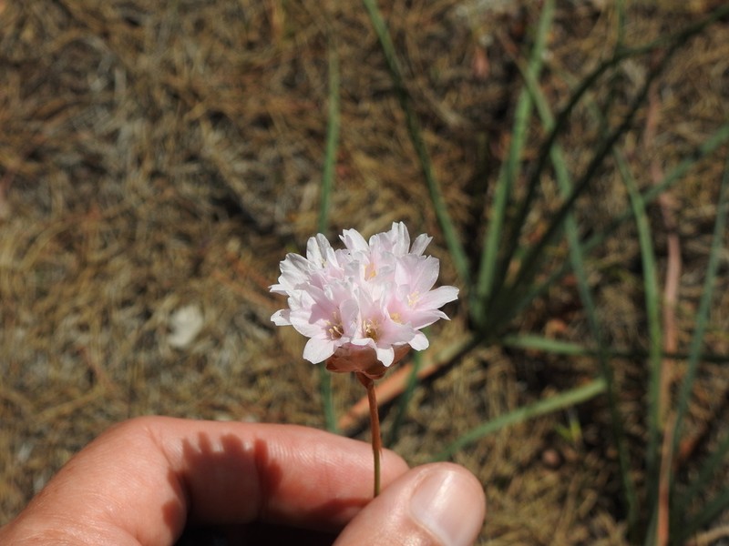 Armeria macrophylla photo 4