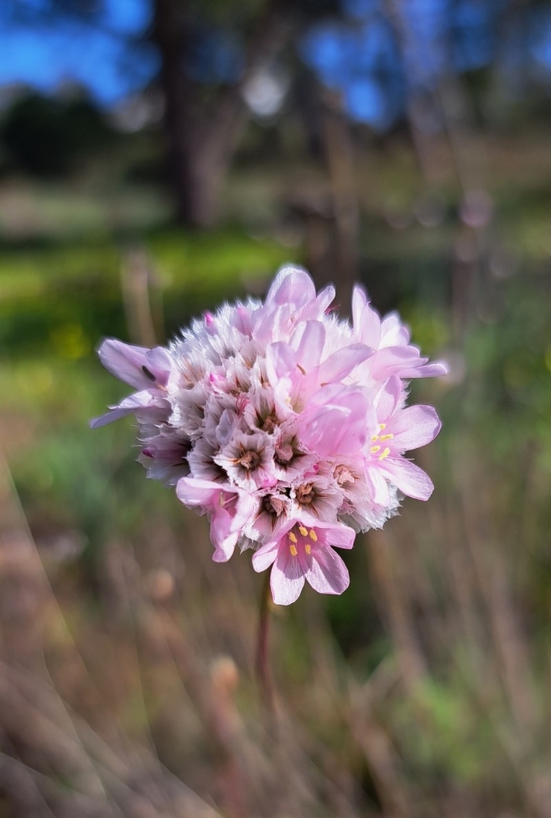 Armeria macrophylla photo 5