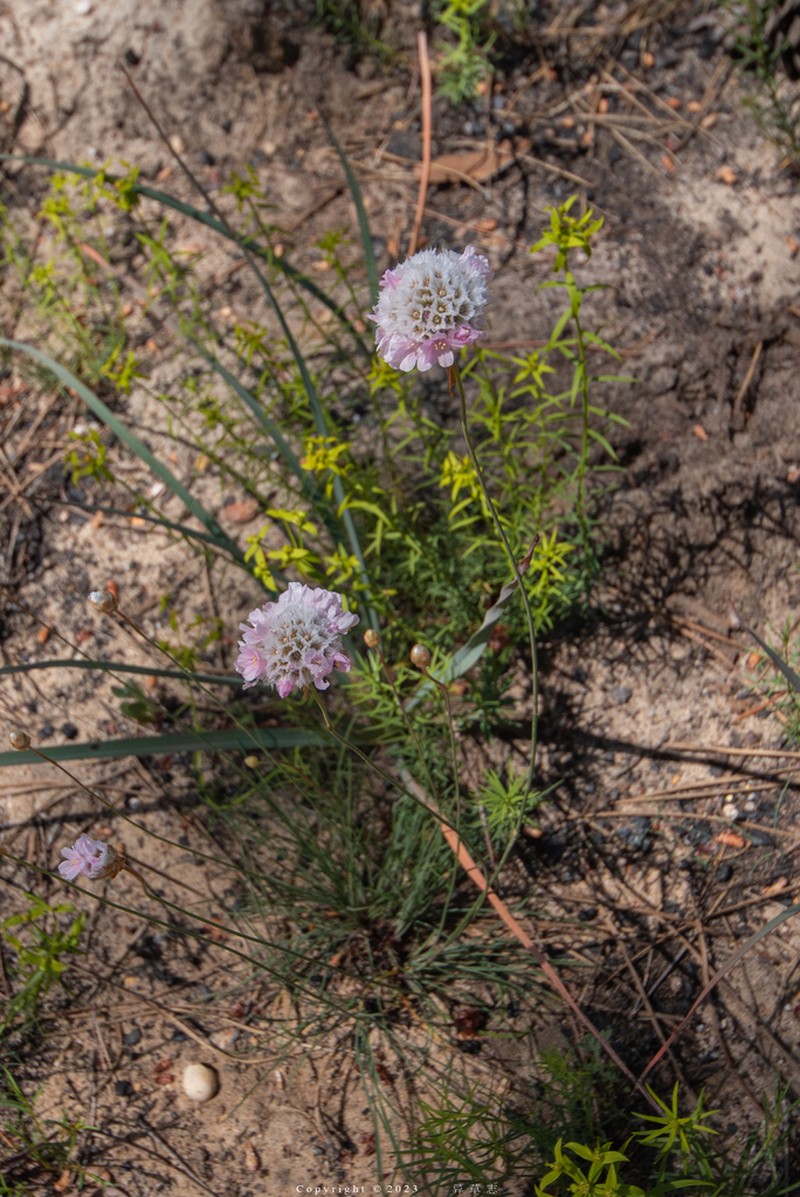 Armeria macrophylla photo 6