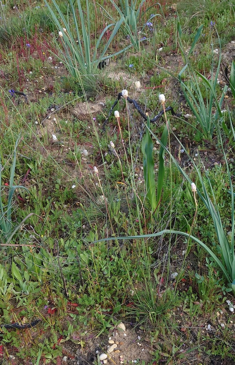 Armeria macrophylla photo 7