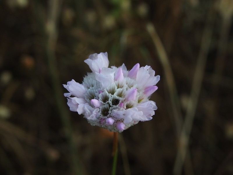 Armeria macrophylla photo 8