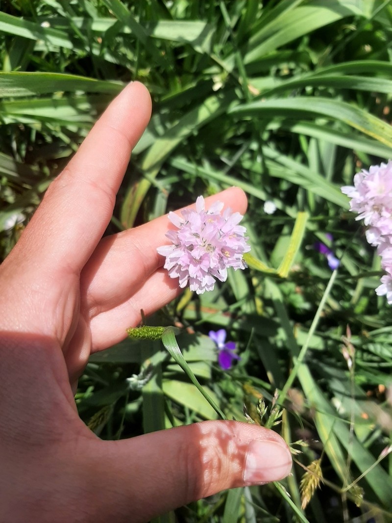 Armeria macropoda photo 2
