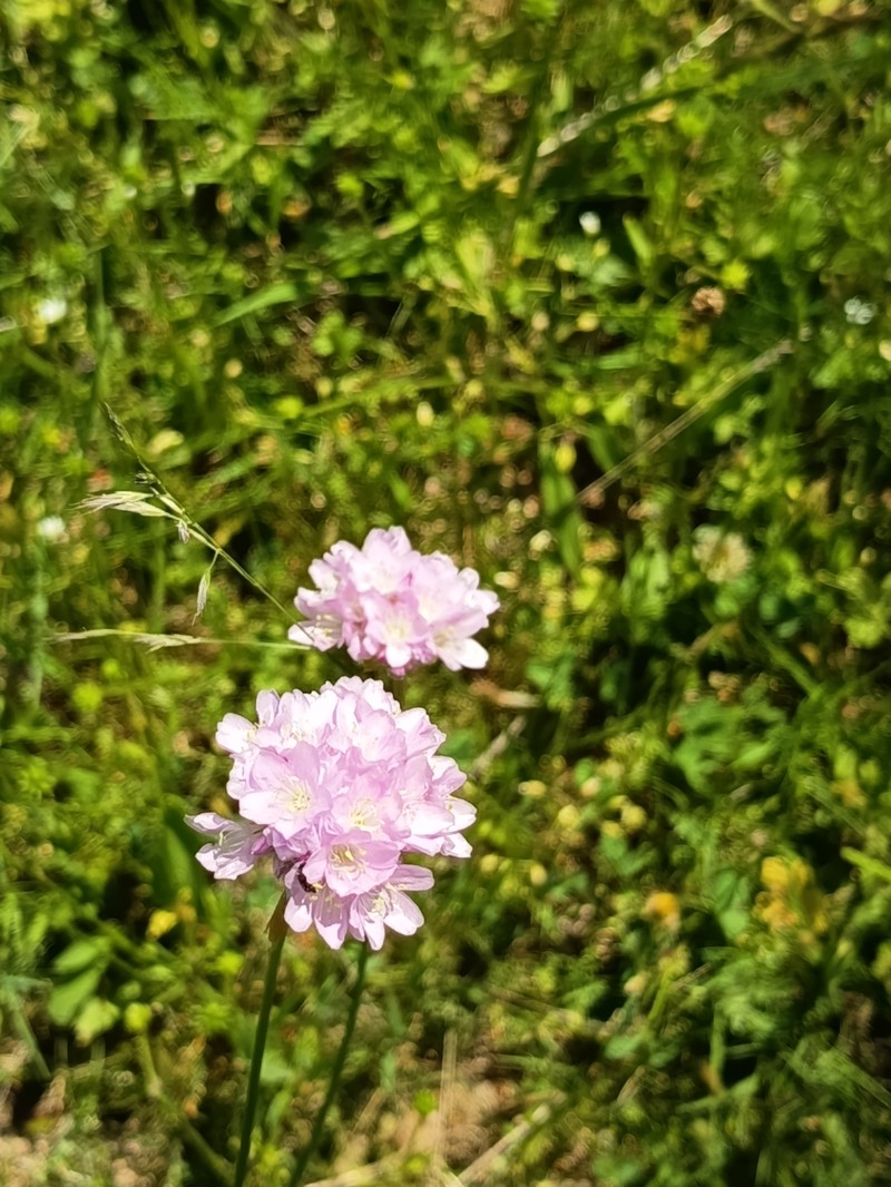 Armeria macropoda photo 4