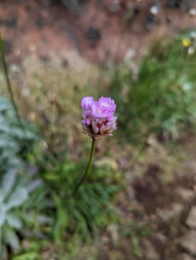 Armeria maderensis