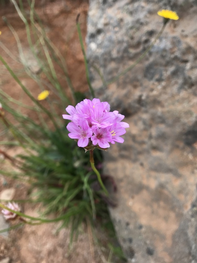 Armeria maderensis photo 2