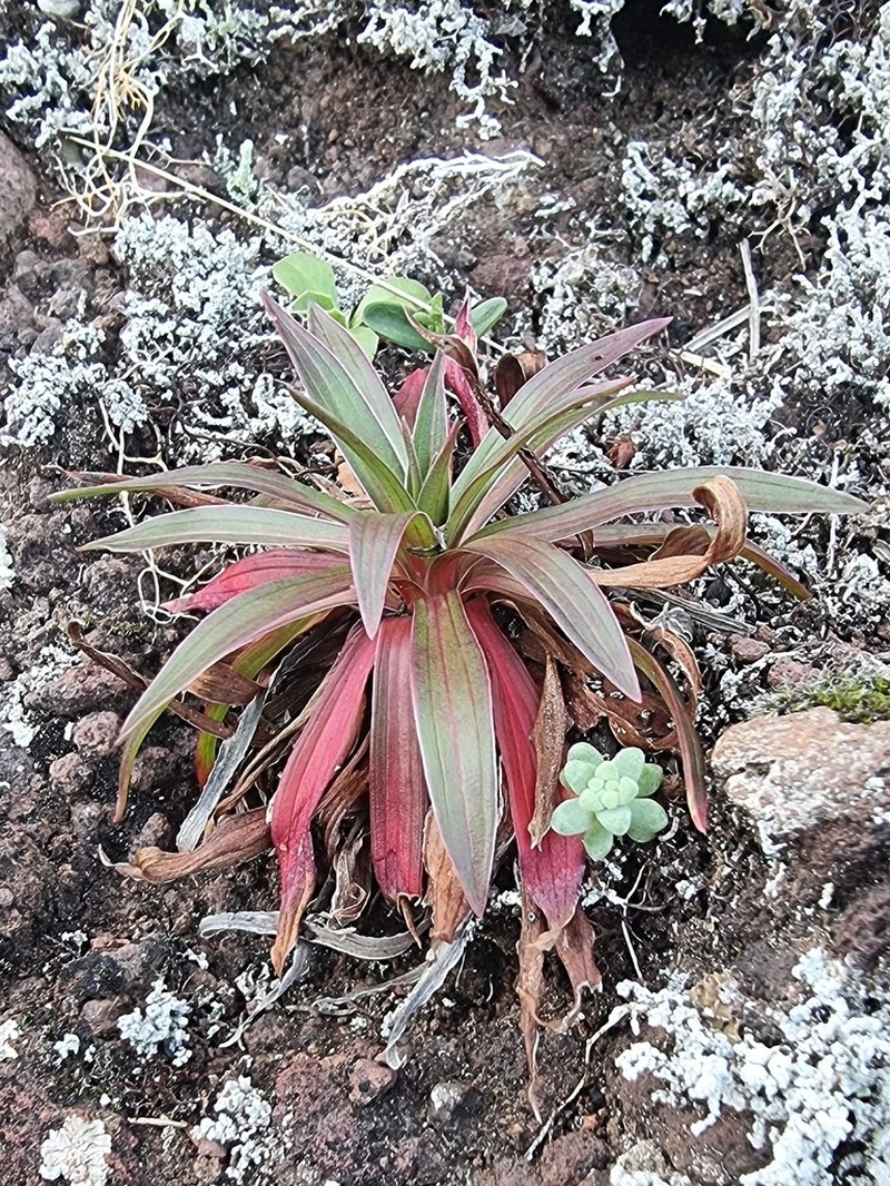 Armeria maderensis photo 3