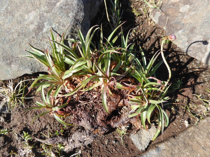 Armeria maderensis photo 5