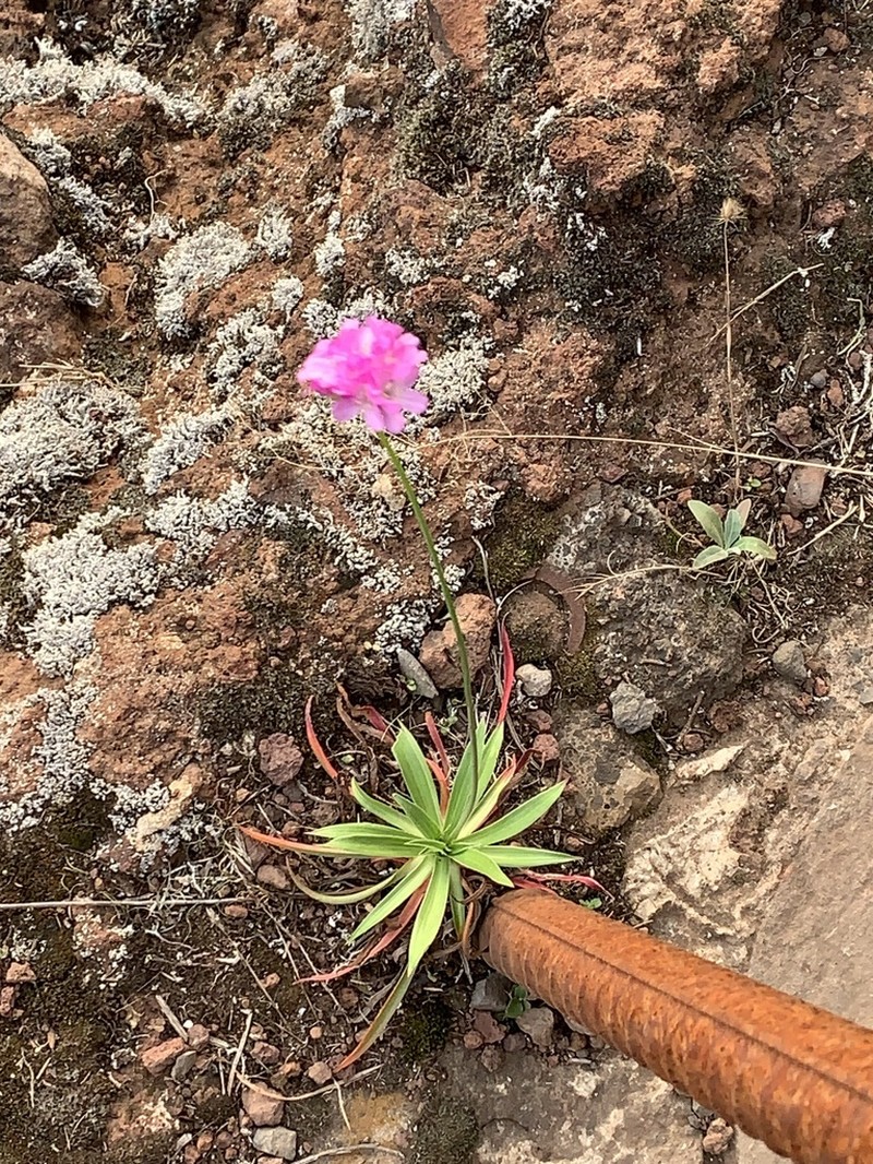 Armeria maderensis photo 6