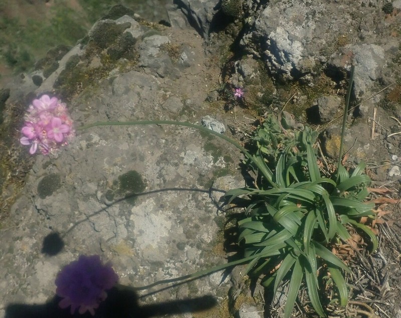 Armeria maderensis photo 7