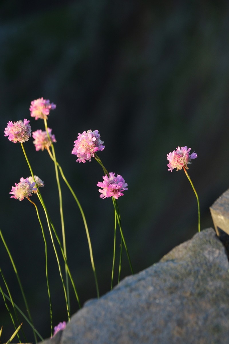 Armeria maderensis photo 8