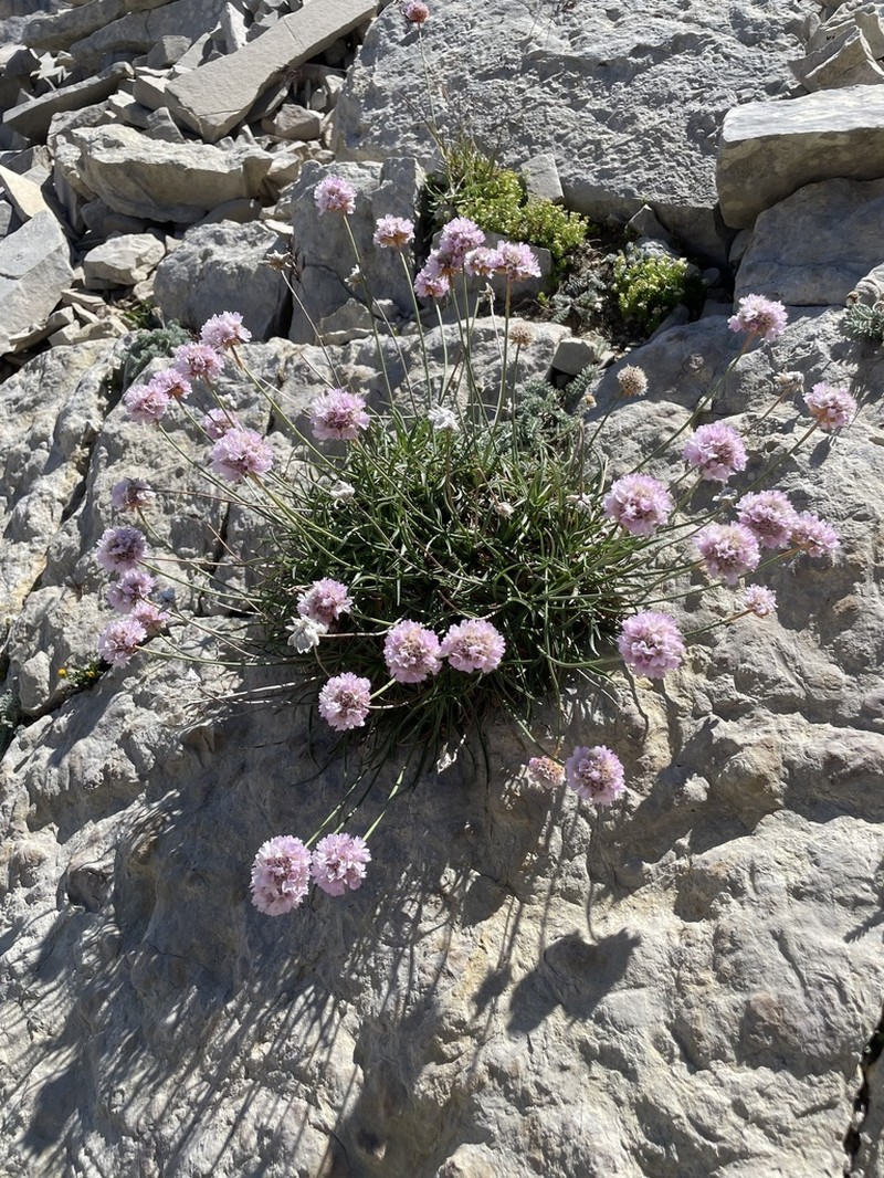 Armeria majellensis