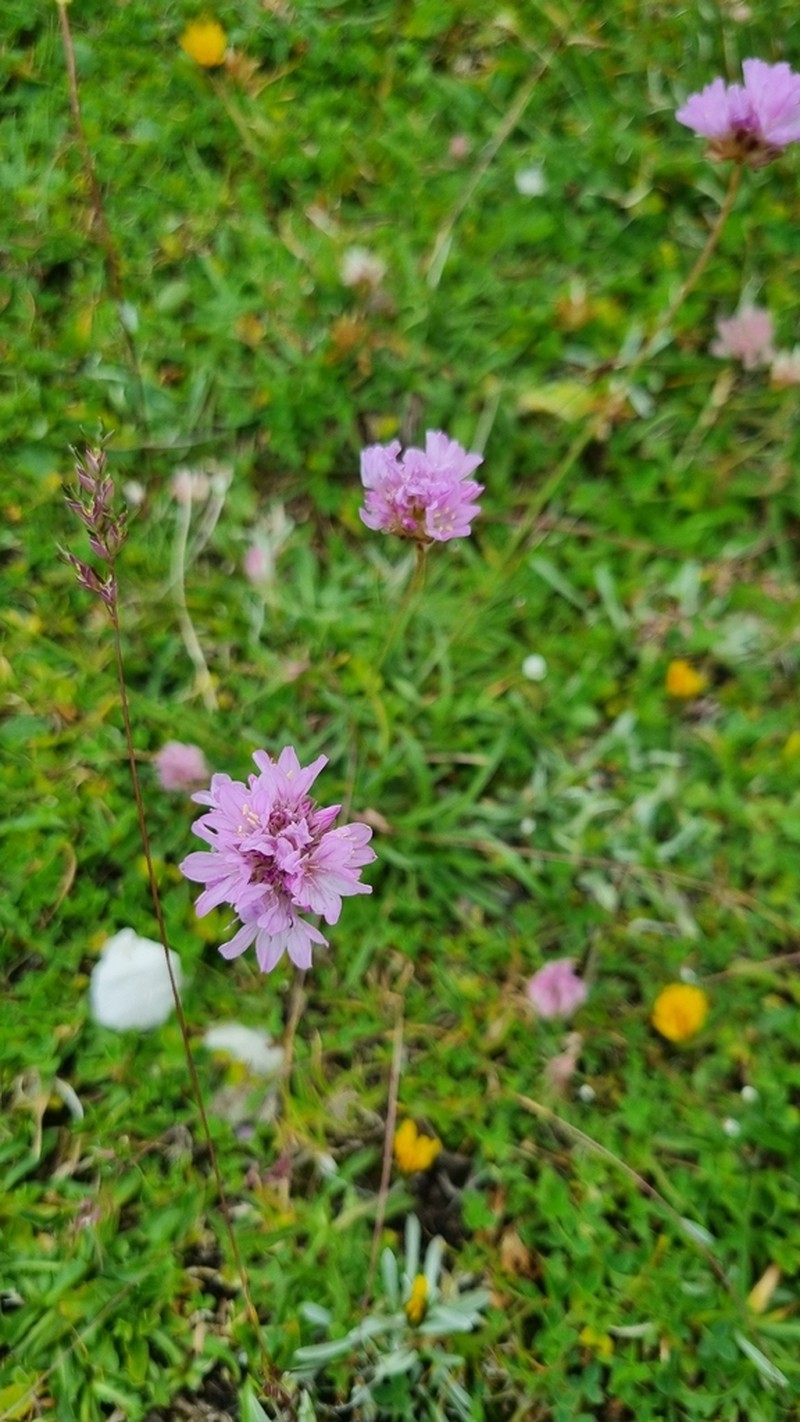 Armeria majellensis photo 2