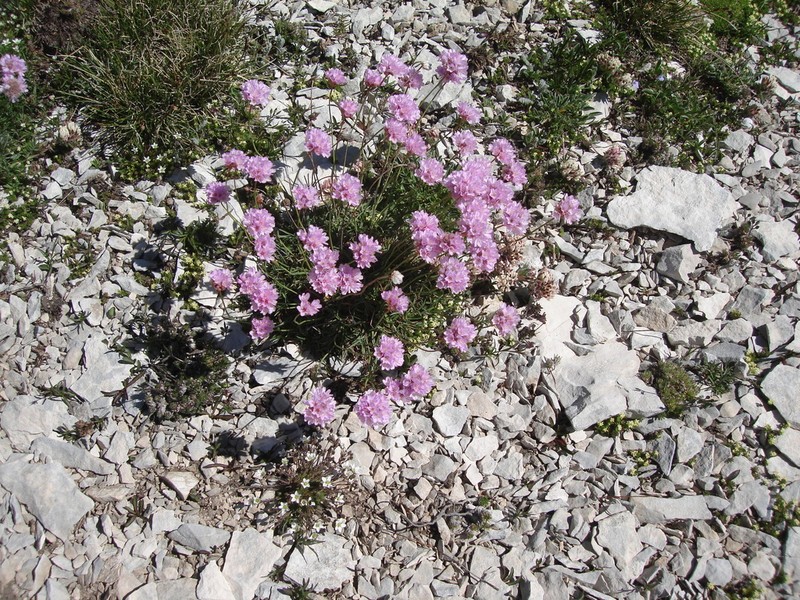 Armeria majellensis photo 3