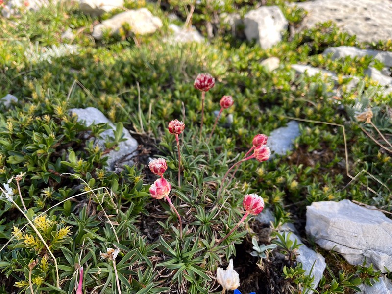 Armeria majellensis photo 4