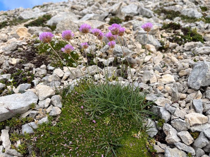 Armeria majellensis photo 5