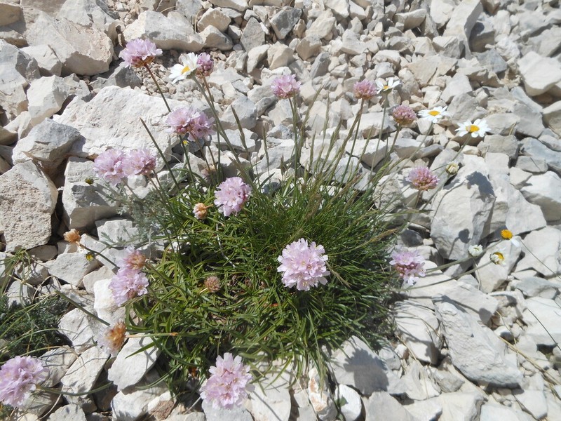 Armeria majellensis photo 6