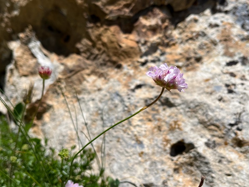 Armeria majellensis photo 7