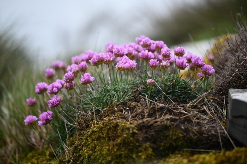 Armeria malinvaudii
