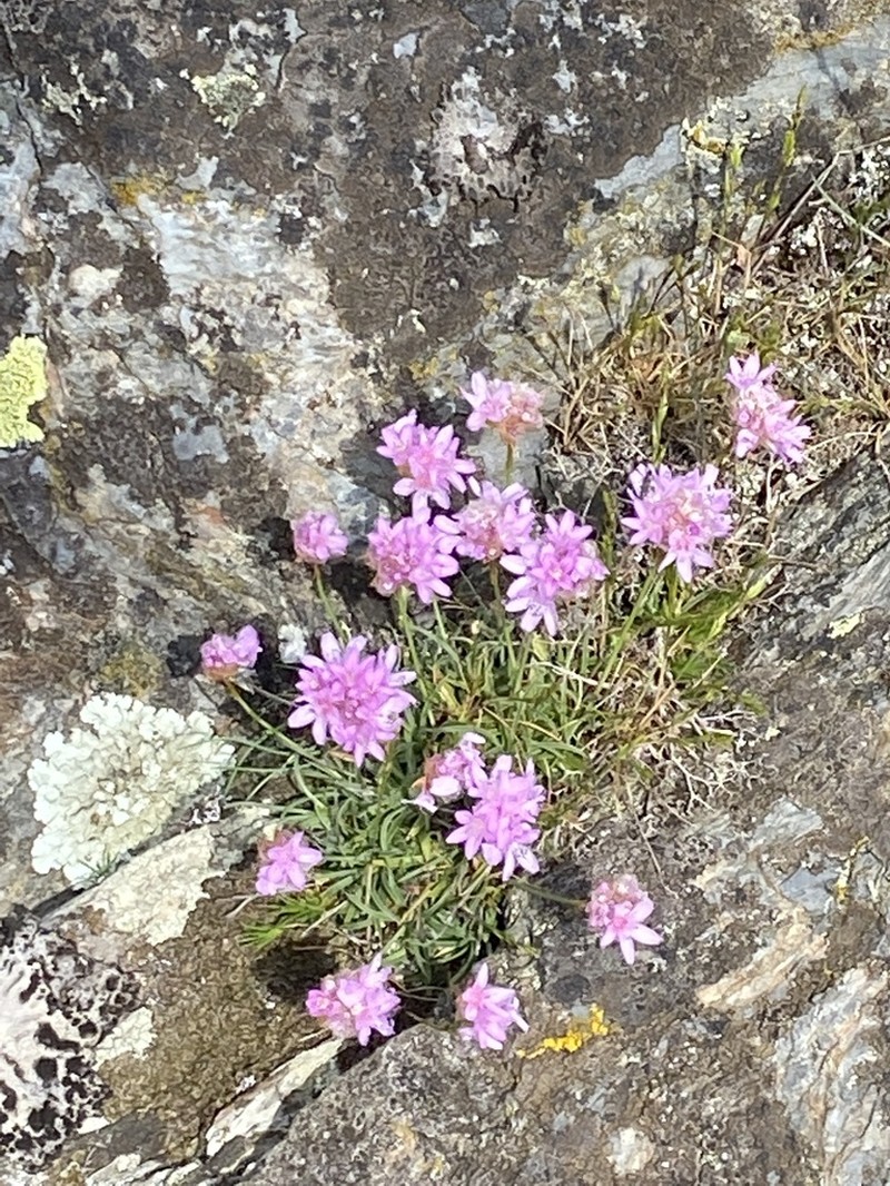 Armeria malinvaudii photo 2