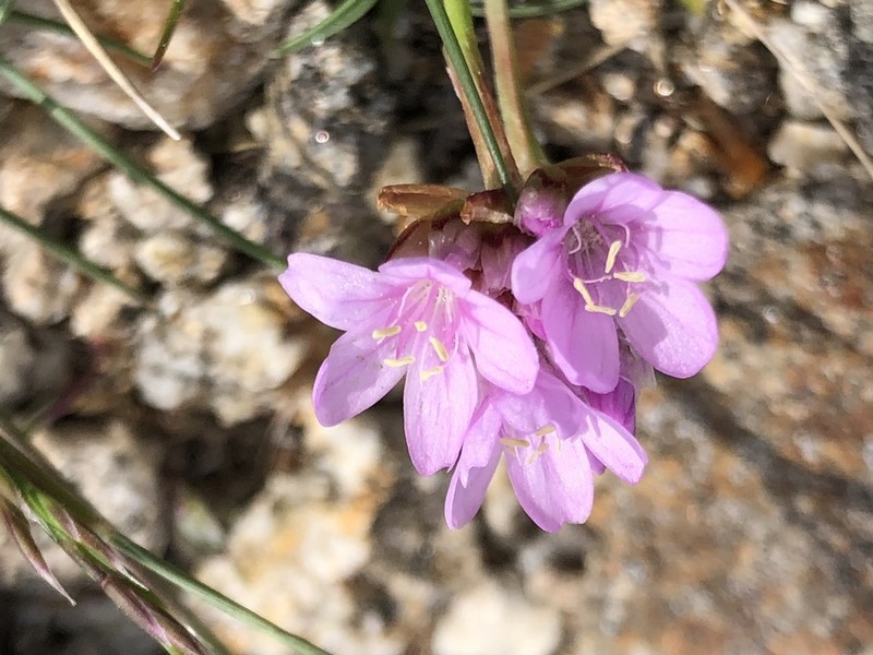 Armeria malinvaudii photo 3