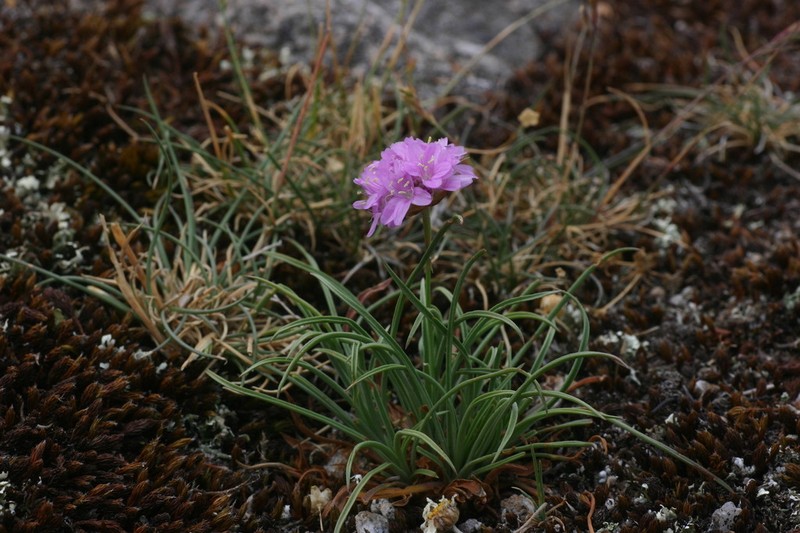Armeria malinvaudii photo 4