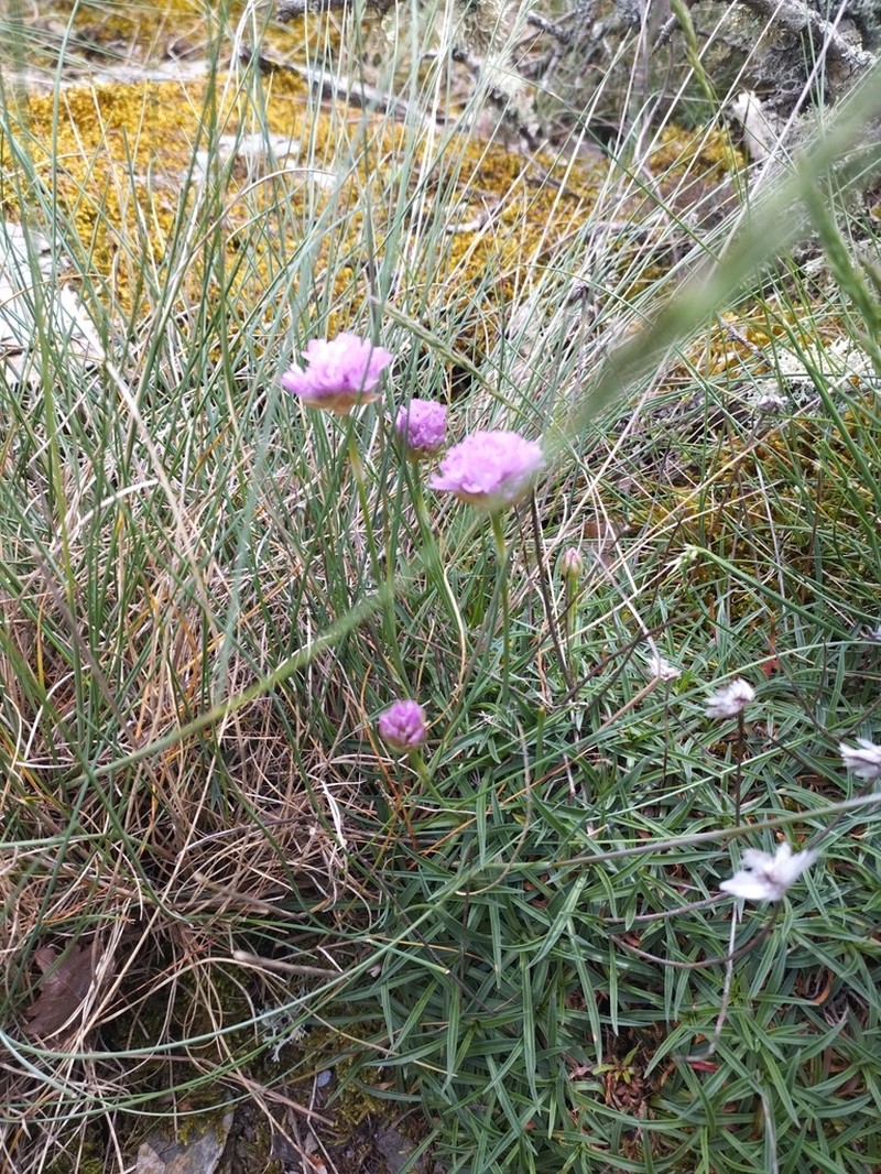 Armeria malinvaudii photo 5