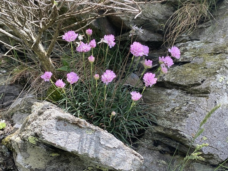 Armeria malinvaudii photo 6