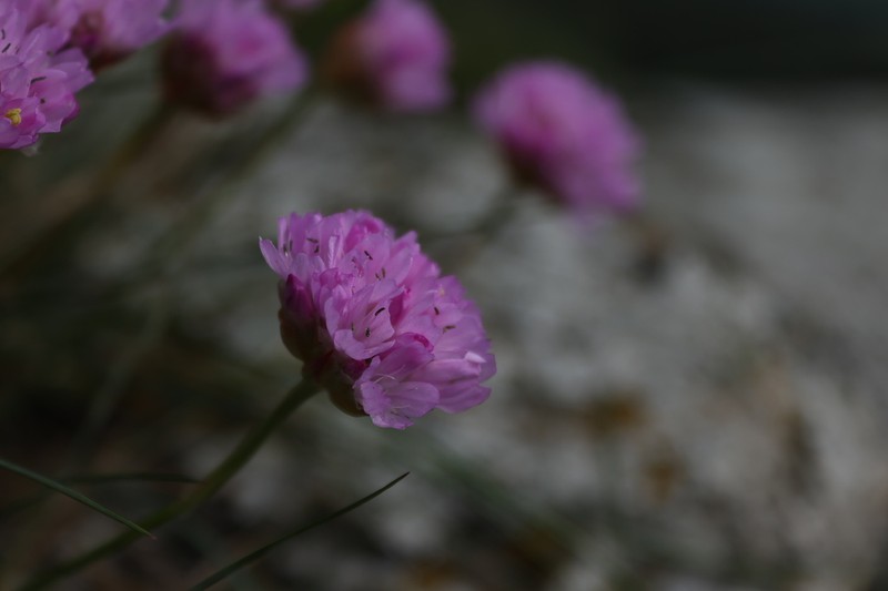 Armeria malinvaudii photo 7