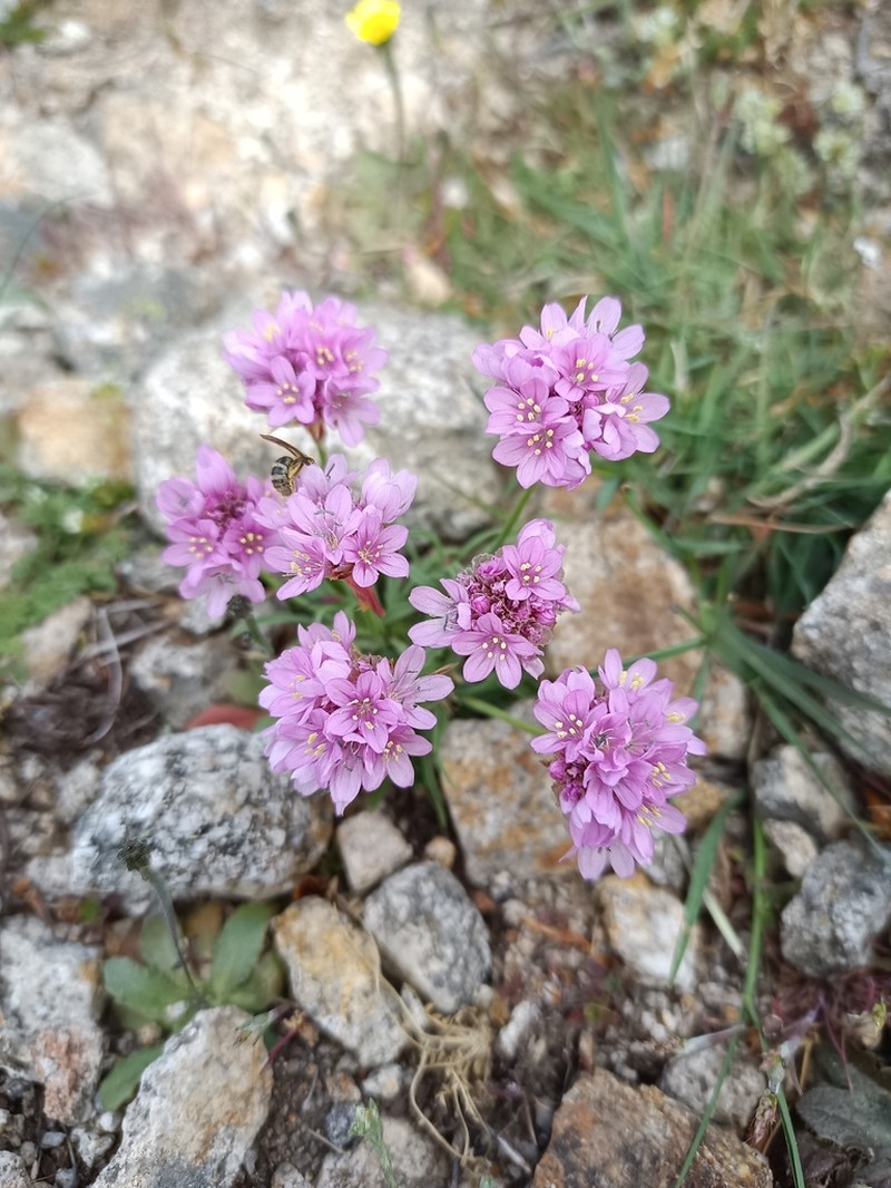 Armeria malinvaudii photo 8