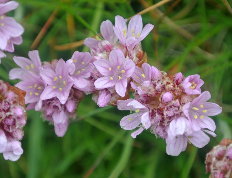 Thrift Seapink