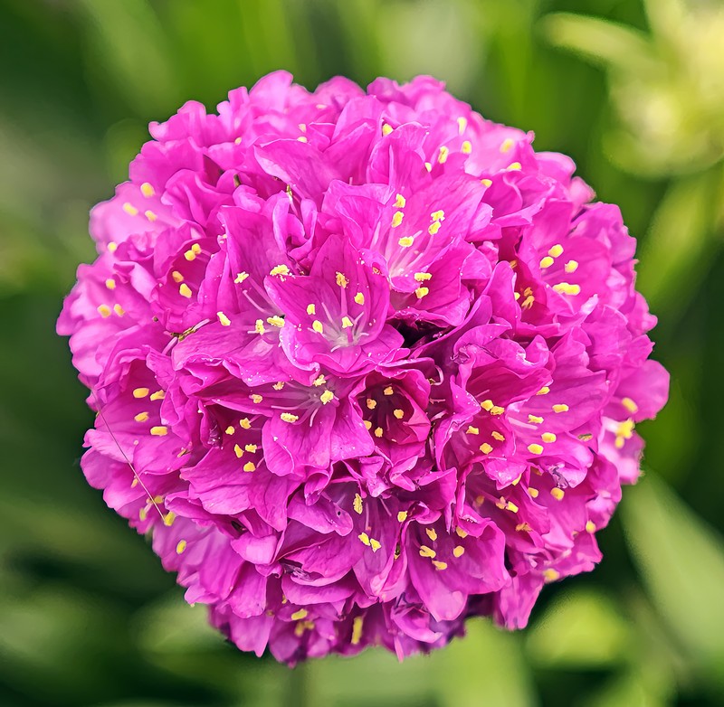 Thrift Seapink photo 3