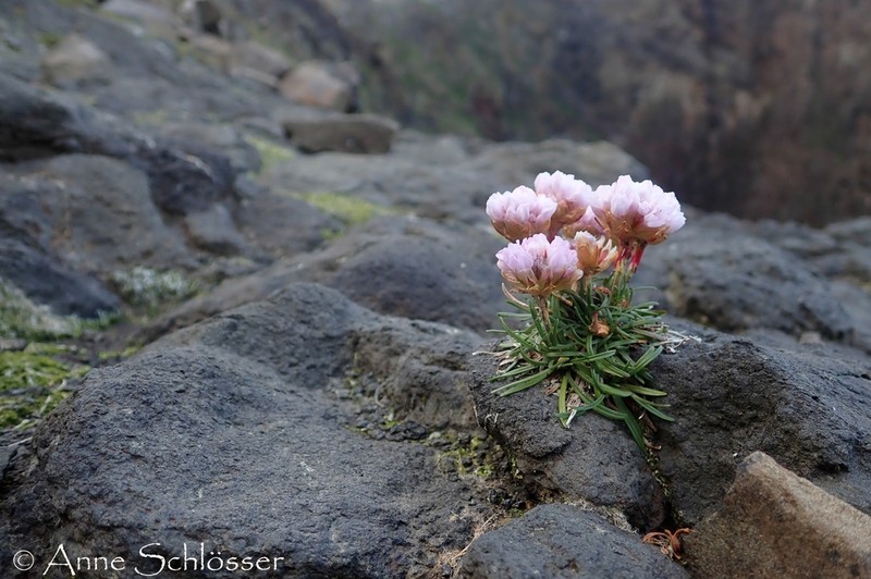 Thrift Seapink photo 5